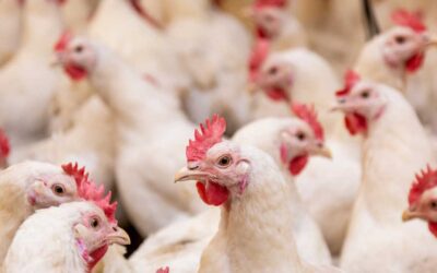 The Critical Role of Antibacterials in Controlling Pathogenic Gut Bacteria in Poultry