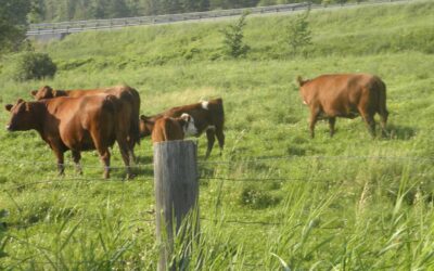 Holistic Livestock Care- Nurturing Well-being Through Natural Approaches