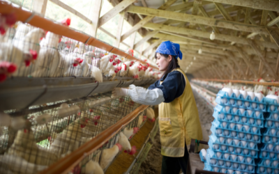 Antibiotic-Free Poultry Farming: Challenges and Benefits