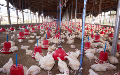 Microbiome-Based Strategies for Disease Resistance in Poultry