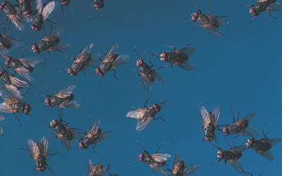 Managing the Pesky Fly Problem in Your Poultry Farm