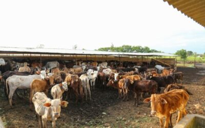 Holistic Livestock Care: Harnessing the Power of Natural Remedies and Herbal Supplements for Cattle Health