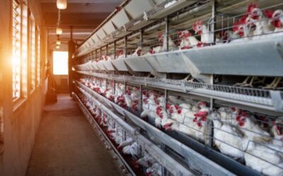 Safeguarding Poultry with Modern Protection Methods