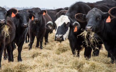 Beyond Mooing and Muck: Unveiling the Secrets of Thriving Cattle