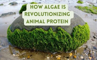 Dive into the Future of Feed: How Algae is Revolutionizing Animal Protein