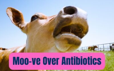 Moo-ve Over Antibiotics: Can Gut Microbes Be the Calves’ New Immune Shield?