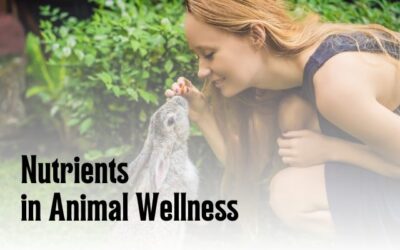 Discovering How Helps Nutrients in Animal Wellness