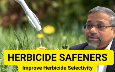 Herbicide Safeners: Effective Tools to Improve Herbicide Selectivity