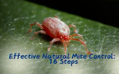 Effective Natural Mite Control: 16 Steps to a Healthier Environment