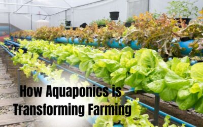 How Aquaponics is Revolutionizing Farming: A Beginner’s Guide