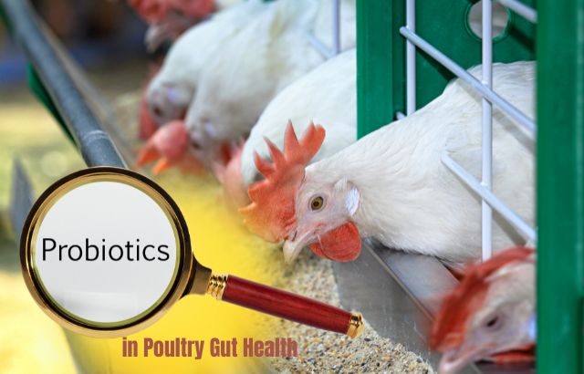 The Role of Probiotics in Poultry Gut Health: Enhancing Disease Prevention