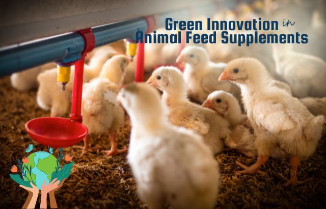 Green Innovation in Animal Feed Supplements: A Guide