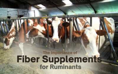 The Importance of Fiber Supplements for Ruminants