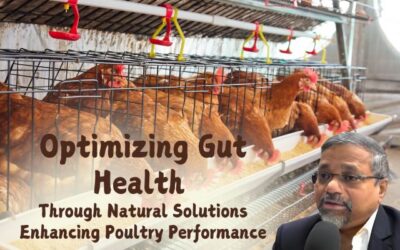 Optimizing Gut Health Through Natural Solutions: Enhancing Poultry Performance