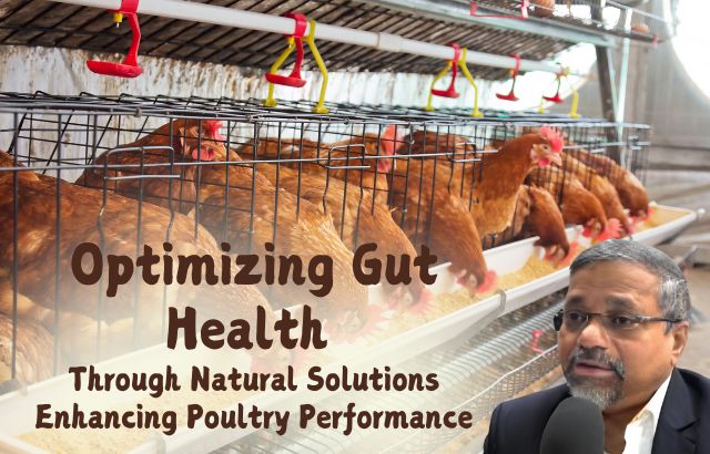 Gut Health Solutions for Optimal Poultry Performance